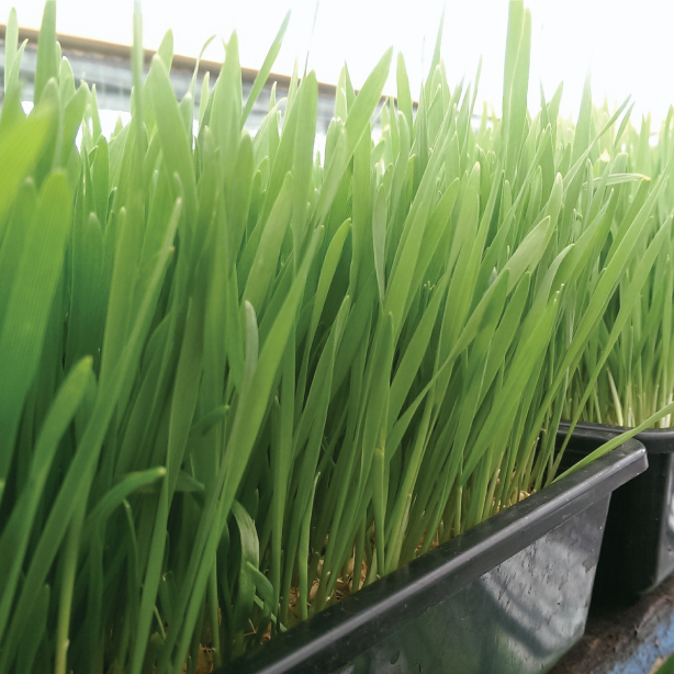 Wheatgrass growing in a tray